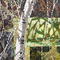 Clairiere 2